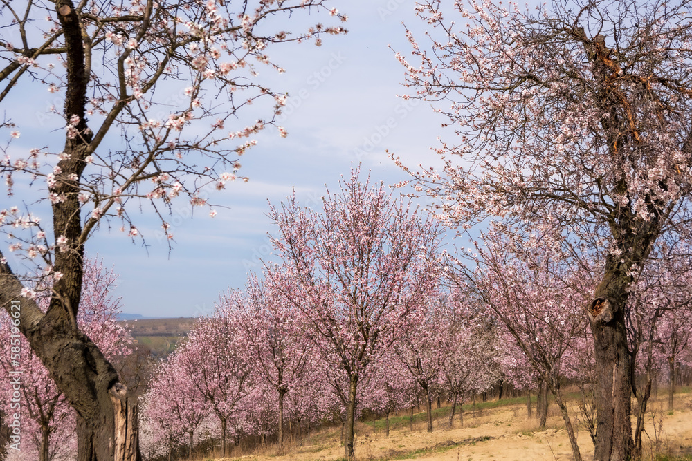 blossom trees
blossom
tree in spring
flowering mangroves blossom trees
blossom
tree in spring
flowering mangroves