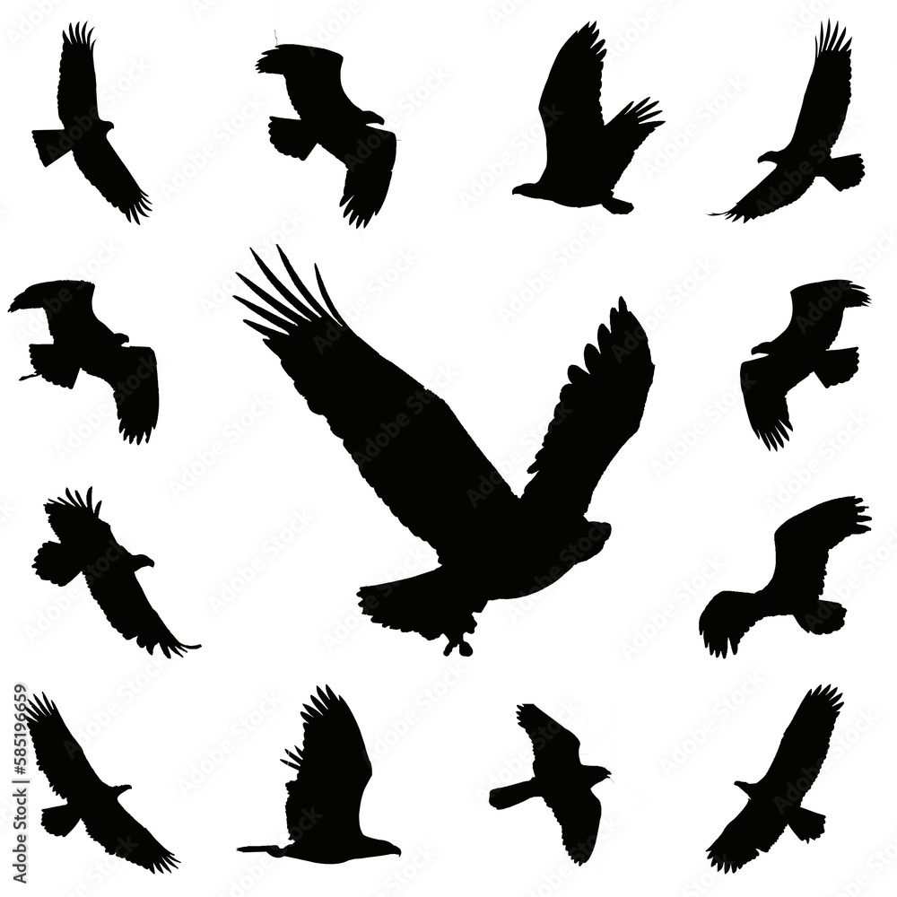 Obraz premium silhouettes of birds, collection of falcons , set of eagles silhouettes,