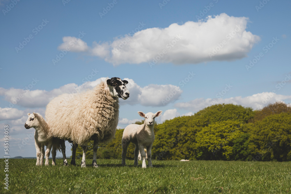 Fototapeta premium Sheep and lamb