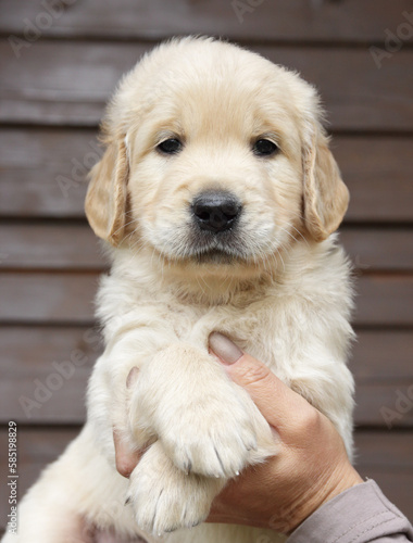 puppy golden retriever in the hands of the owner