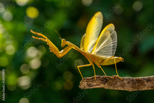 Hierodula membranacea is a large praying mantis, sharing its common name giant Asian mantis with other large members of genus Hierodula: of which it is the type species. Its colours vary from green photo