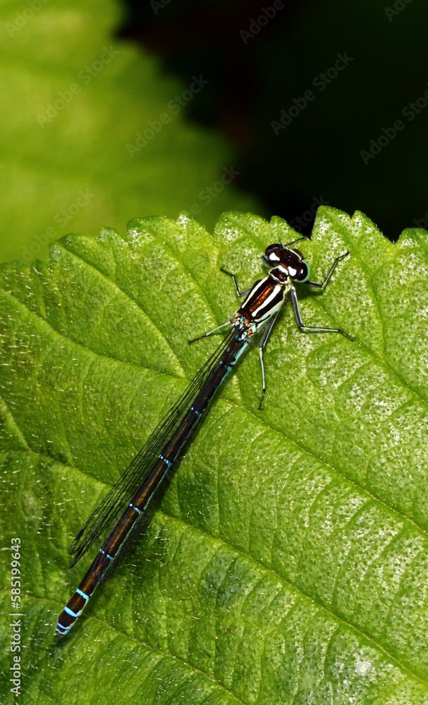 Fototapeta premium dragonfly on a green leaf