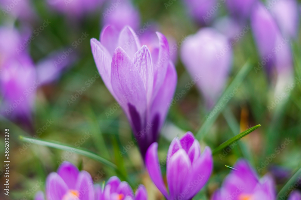 Fototapeta premium Lila Krokusse