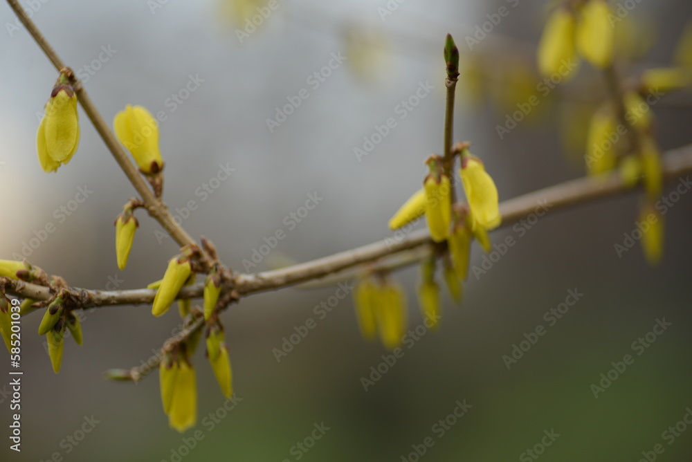 spring flowers close-up, bright yellow branches of European forsythia against the background of a cloudy sky, spring flowering pieces, bright yellow background, bright yellow floral background, spring flowers close-up, bright yellow branches of European forsythia against the background of a cloudy sky, spring flowering pieces, bright yellow background, bright yellow floral background,