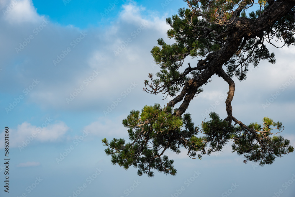 Fototapeta premium Lonely forest pine tree against cloudy sky in the forest.