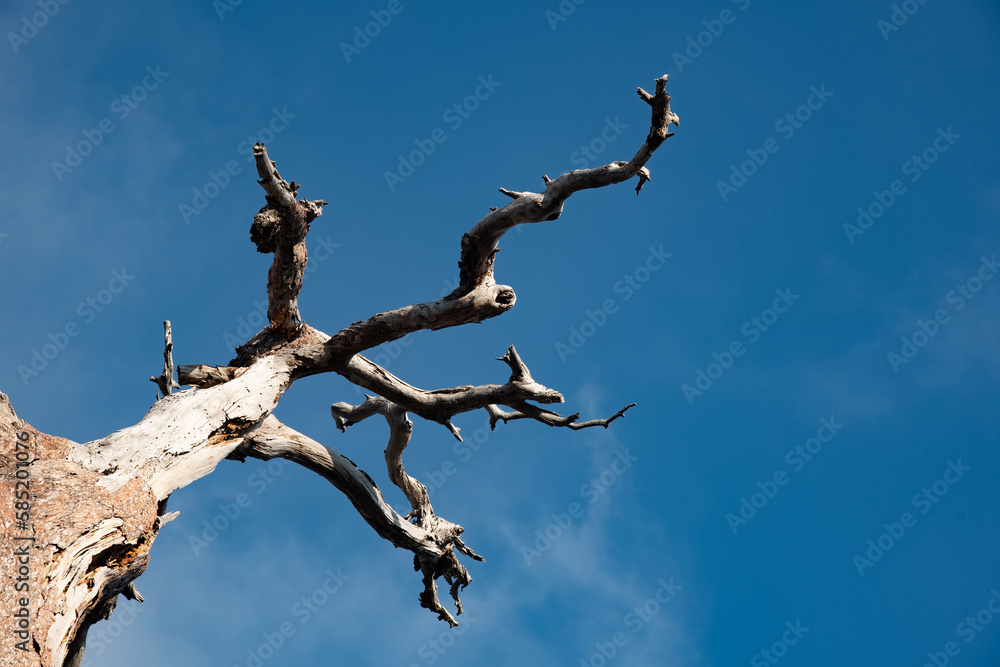 Dead dry tree with leafless branches against blue clear sky. with copy space Dead dry tree with leafless branches against blue clear sky. with copy space