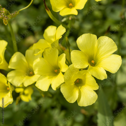 Flora of Israel. Square frame. Oxalis pes-caprae is a species of tristylous yellow-flowering plant in the wood sorrel family Oxalidaceae. Oxalis cernua is a less common synonym for this species.