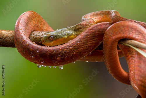 The body color ranges greatly from brown, orange, red, and even black. The ventral region of the snake is yellowish below the neck and white for the rest.