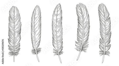 Set of bird feathers. Hand drawn illustration
