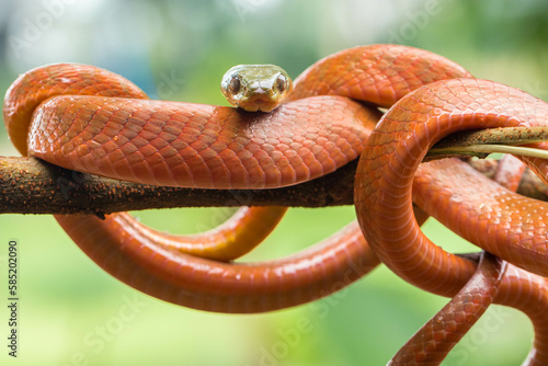 The body color ranges greatly from brown, orange, red, and even black. The ventral region of the snake is yellowish below the neck and white for the rest.