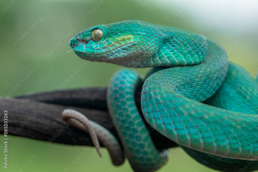 Trimeresurus insularis or Indonesian pit viper, Lesser Sunda Islands pit viper, Sunda white-lipped pit viper is a venomous pit viper species found in eastern Java and the Lesser Sunda Islands, Indones Trimeresurus insularis or Indonesian pit viper, Lesser Sunda Islands pit viper, Sunda white-lipped pit viper is a venomous pit viper species found in eastern Java and the Lesser Sunda Islands, Indones
