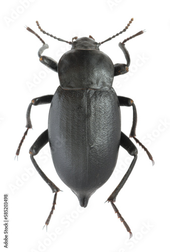 Mucronate churchyard beetle, cellar beetle (Blaps lethifera). Tenebrionidae. Isolated on white background. © Tomasz