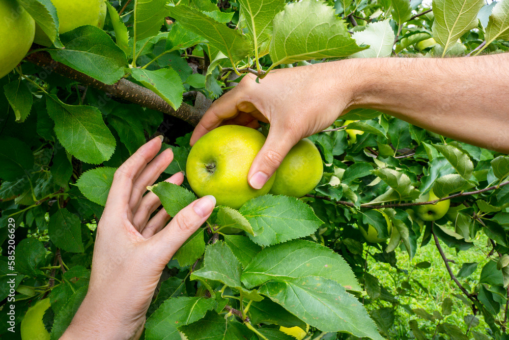 Delicious apple. Apple orchard, harvest time. Man's and woman's hands pick ripe apple. Delicious apple. Apple orchard, harvest time. Man's and woman's hands pick ripe apple.