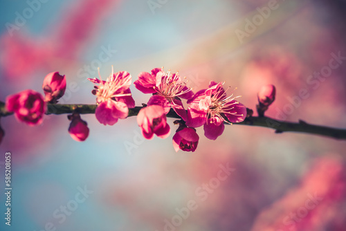 Wunderschöne pinke Blüten