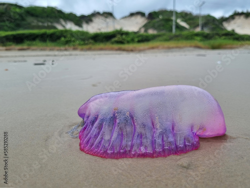 Side view of a jellyfish of the species physalia physalis also known as Portuguese caravel, with a beautiful bluish pink color, on the sand of the beach photo