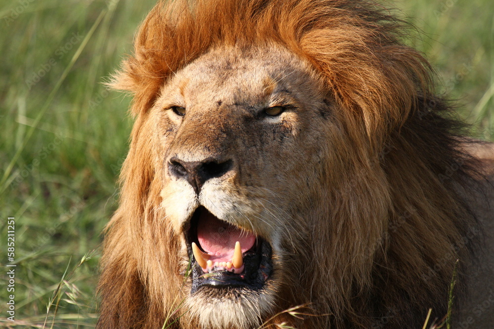 Portrait of a heavily breathing lion lion showing with open mouth