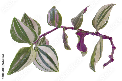 Close-up of the Tradescantia cutting cut for the propagation purpose