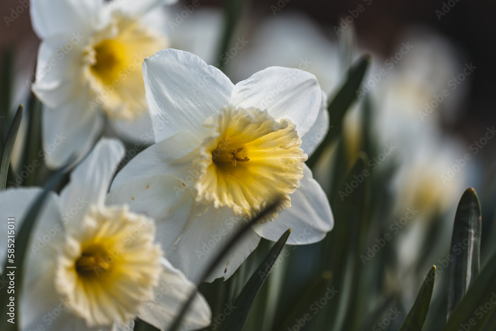 daffodils in the wind daffodils in the wind