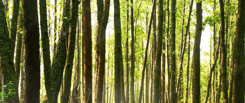 Lush forest trees in the foggy mountain area Lush forest trees in the foggy mountain area