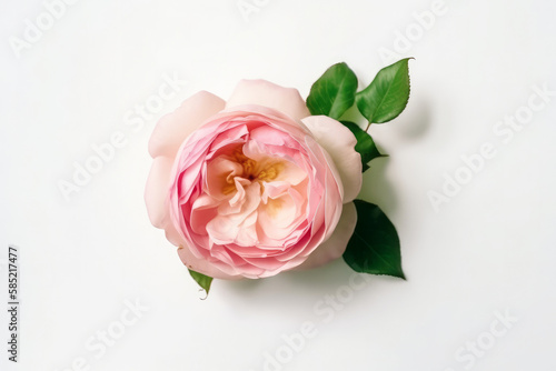 Rose flower isolated. Illustration AI Generative.