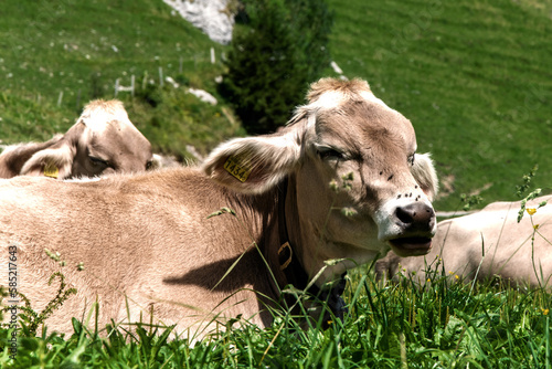Cow in a meadow in the Alps.
