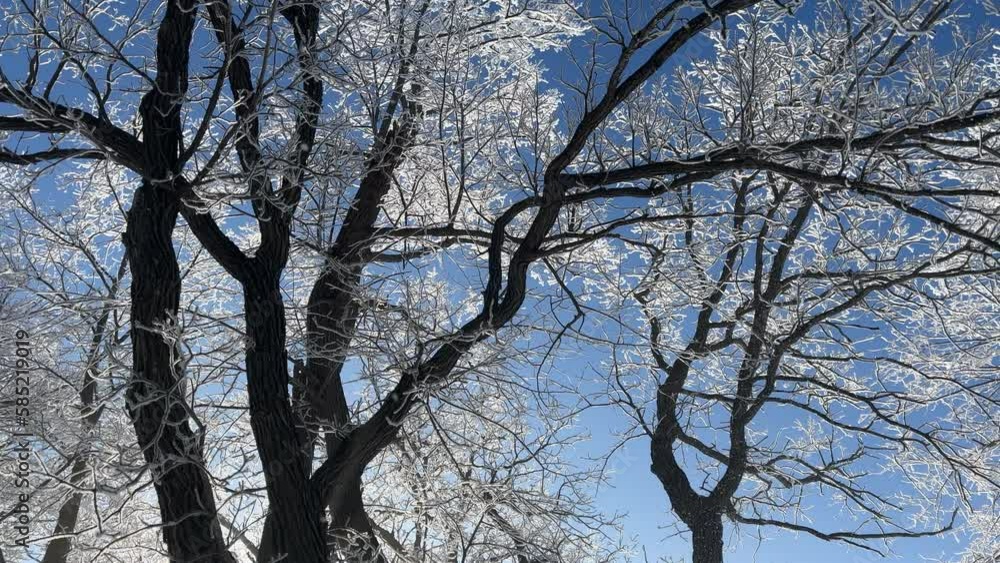 Slow pan of treetops glittering with hoar frost backlit by sunrise Slow pan of treetops glittering with hoar frost backlit by sunrise