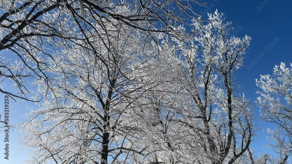 Downward scan of trees coated in hoar frost in a winter scene Downward scan of trees coated in hoar frost in a winter scene