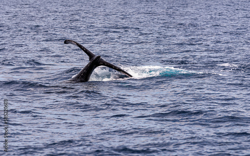 humpback whale tail