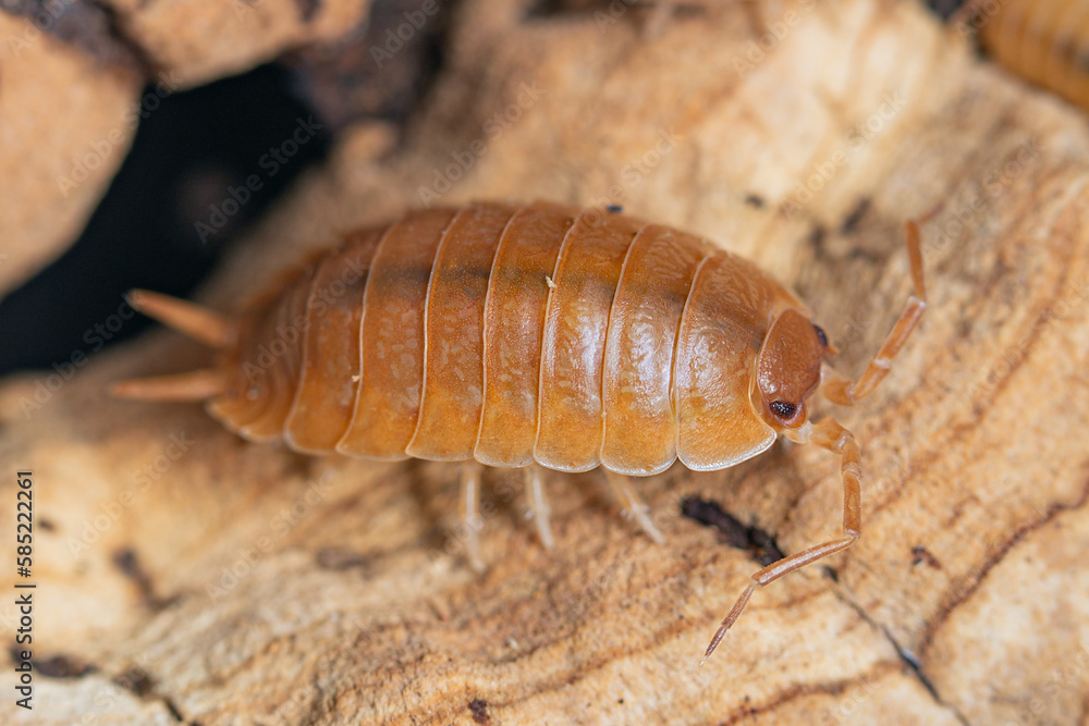 Swift Woodlouse (Porcellio Laevis Swift Woodlouse (Porcellio Laevis