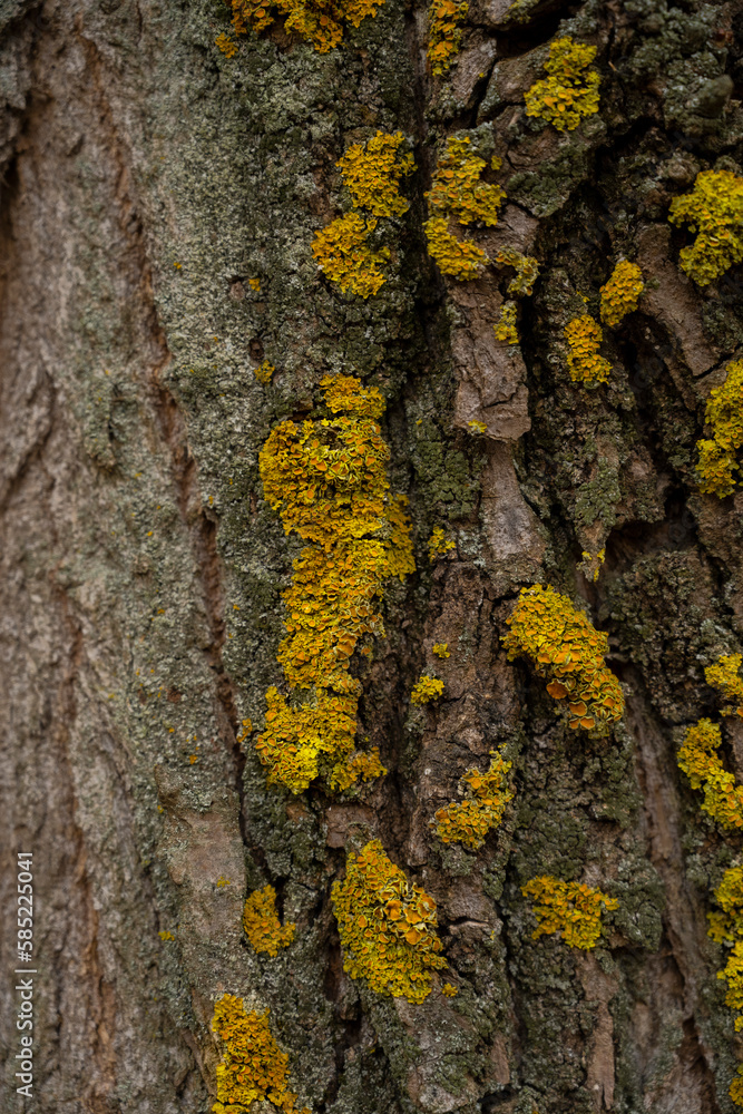 Moss on the tree. Lichen on tree bark Moss on the tree. Lichen on tree bark