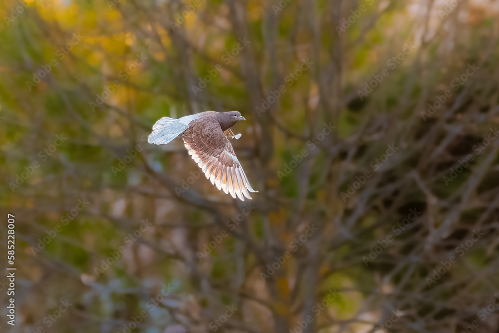 Fototapeta premium pigeon flying in the evening light