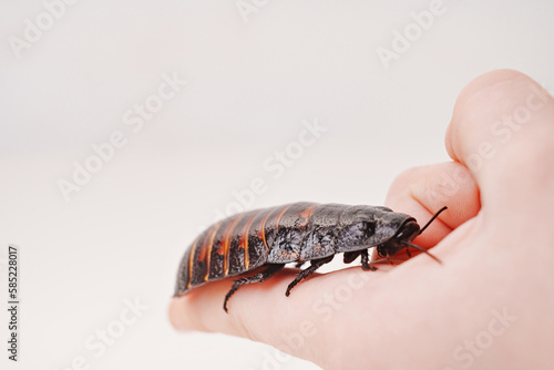 a large hissing Madagascar cockroach in children's hands