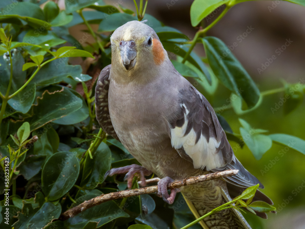 Obraz premium Cockatiel Cockatoo in Western Australia