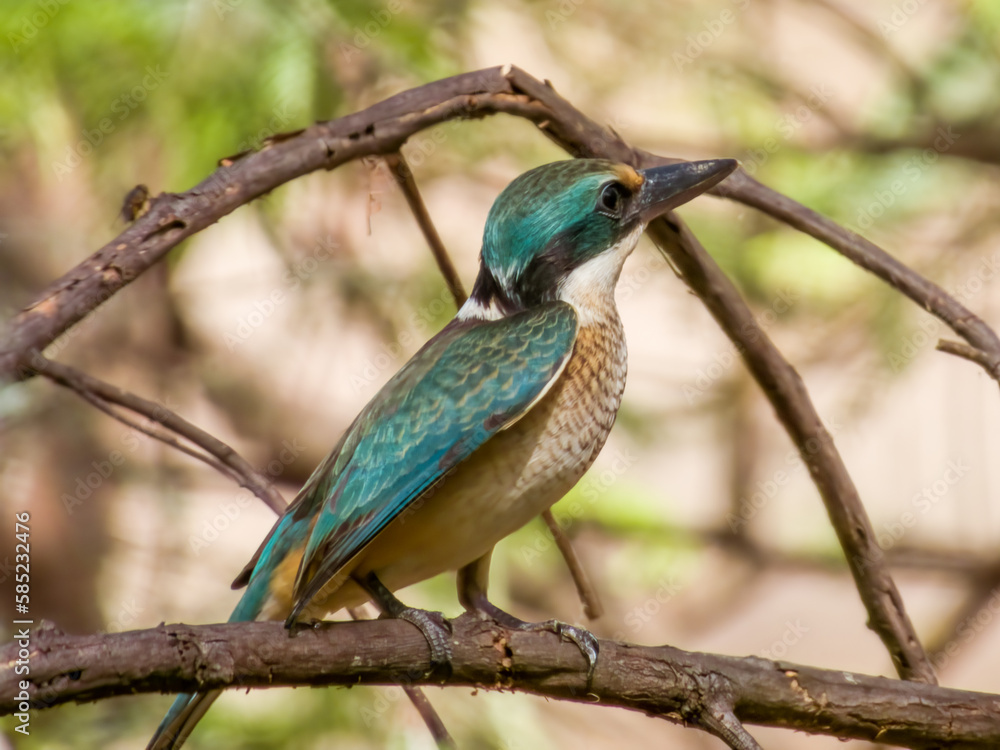 Fototapeta premium Sacred Kingfisher in New South Wales, Australia
