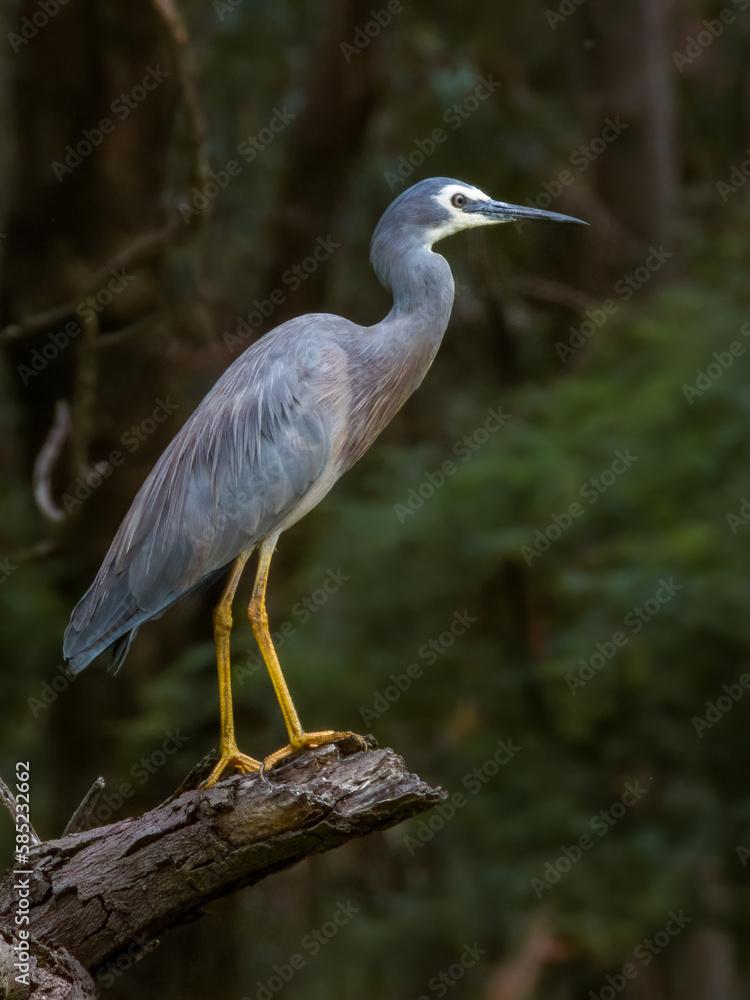 White-faced Heron in New South Wales, Australia White-faced Heron in New South Wales, Australia