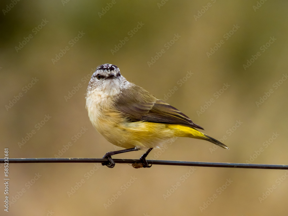 Obraz premium Yellow-rumped Thornbill in New South Wales, Australia