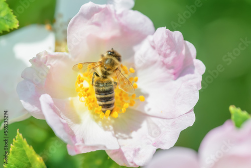 Biene und Hagebutte rosa Nahaufnahme. Blütenstand im Frühling