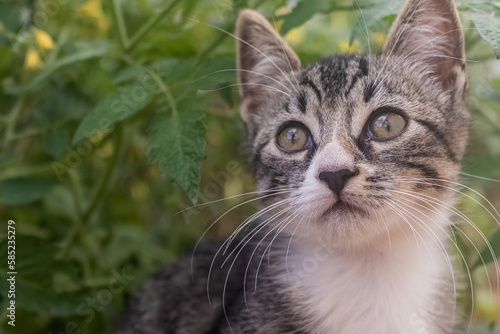 Wallpaper Mural Gatinhos Torontodigital.ca