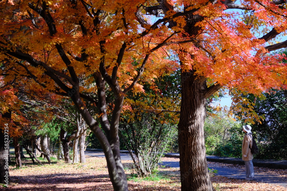 秋の風景　公園の紅葉