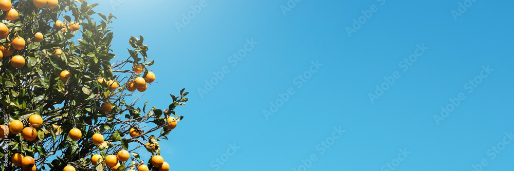 Beautiful orange tree with ripe oranges on the background of the blue sky. Long natural banner with copy space.