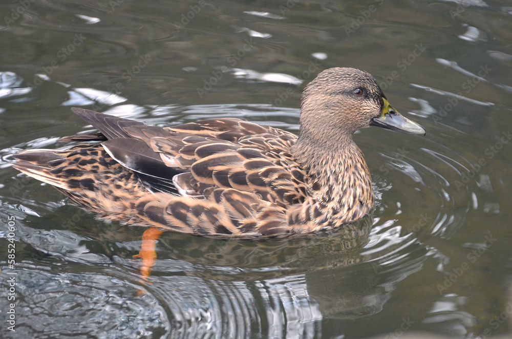 Closeup portrait of wild duck mallard(female) swimming in the water of park pond. Closeup portrait of wild duck mallard(female) swimming in the water of park pond.