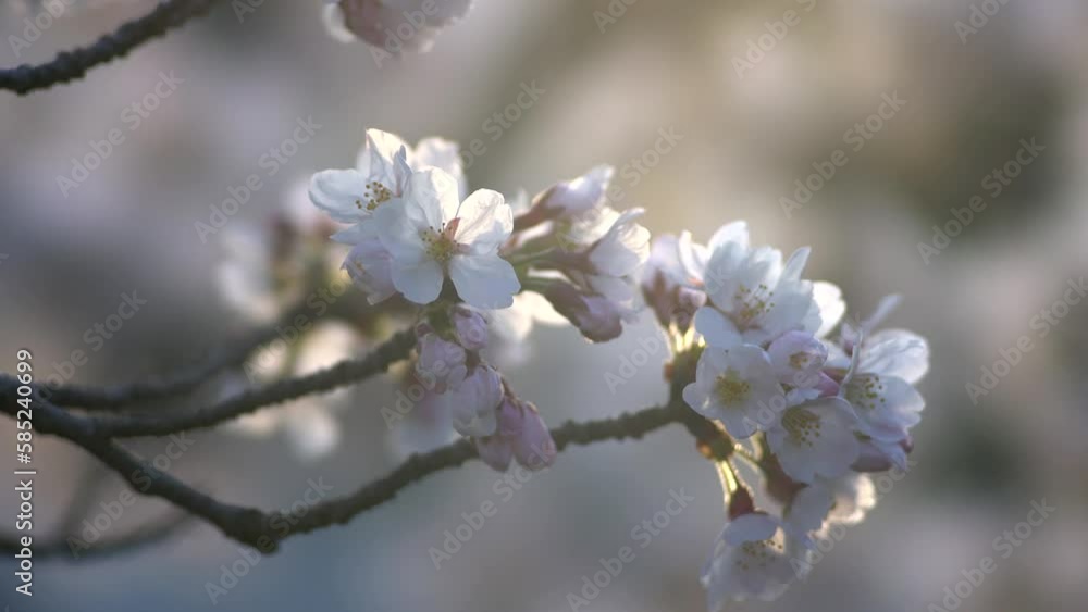 Tokyo, Japan - March 22, 2023: Closeup of Sakura blossoms in full bloom at sunrise
Tokyo, Japan - March 22, 2023: Closeup of Sakura blossoms in full bloom at sunrise