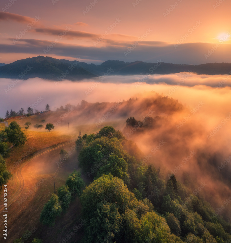 Aerial view of forest, alpine meadows and mountains in low clouds at sunrise in summer. Top drone view of hills with green grass and trees in fog, colorful sky in Slovenia. Nature. Mountain valley
