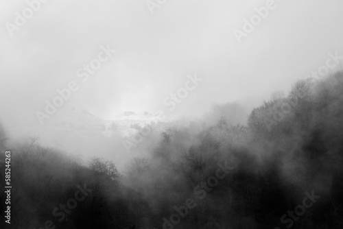 fog in the forest photo