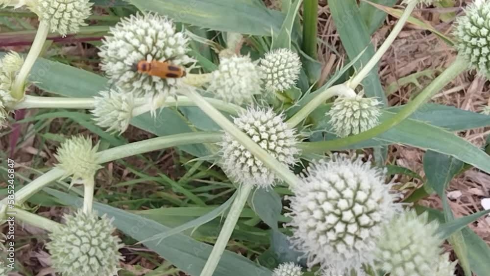 Goldenrod soldier beetle climbing on Rattlesnake Master Goldenrod soldier beetle climbing on Rattlesnake Master