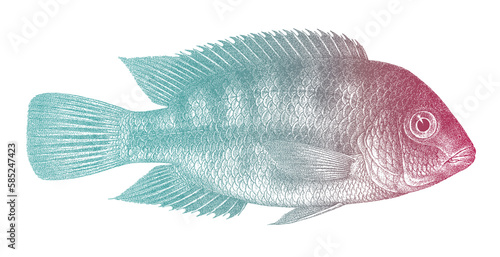 Fotografie Marble fenestratus cichlid vieja fenestrata, tropical freshwater fish from North