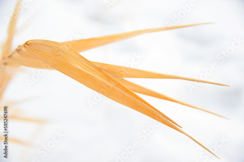 golden straw grass plant creates background photo on winter day