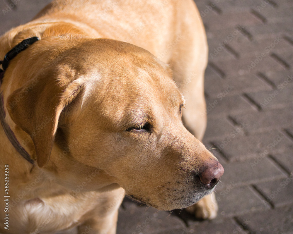 labrador retriever dog, mans best friend labrador retriever dog, mans best friend
