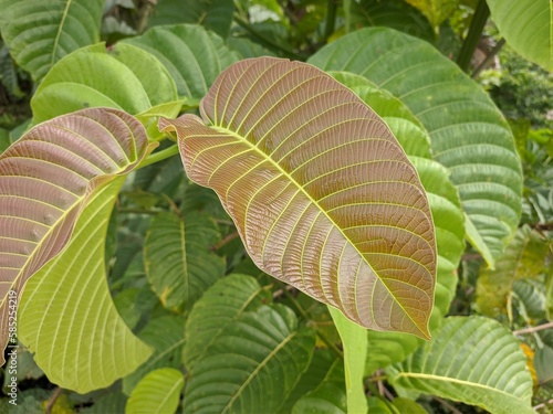 jabon leaf (Neolamarckia cadamba) in the morning photo