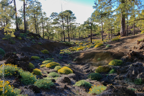 Bilde på lerret Curso de un barranco o arroyo seco erosionado en un bosque de pinos